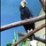 Black Hornbill